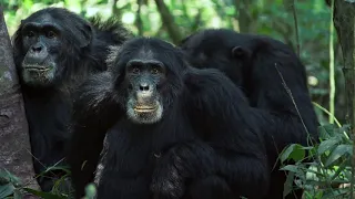 Chimpanzé