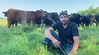 FAQs and Details About our Cattle Operation - Farm Life Show (Ep. 5)