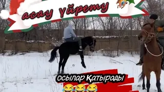 АСАУ ҮЙРЕТУ 🏇  |   ОСЫЛАР ҚАТЫРАДЫ 😂😂😂