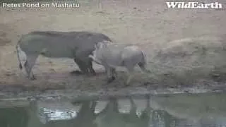 Sweet Family Moments with the Warthogs at Pete's Pond June 29, 2013