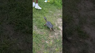 Chelydra Serpentina....Common Snapping turtles.... 2 at once feed....