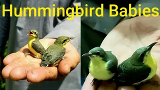 Baby Hummingbird | Hummingbird Babies | The Babies Rufous Hummingbird | The Smallest Bird Babies