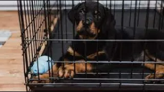 Why shouldn't dog crates be used as punishment | See for yourself what happens 😱