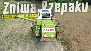 🇵🇱Żniwa rzepaczane 2023🇵🇱Massey Ferguson 3070|Class mercator 70🇵🇱