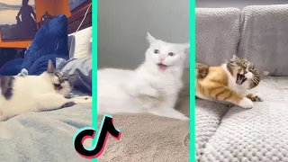 Nestle Crunch tiktok cat compilation