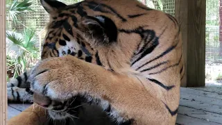 Up Close and Personal as Max Tiger Bathes