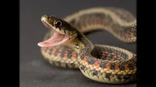 Harry's Video Blog - Who Let the Snakes Out?: Parshat Chukat