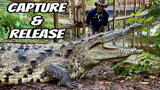 Moving Huge Crocodiles‼️