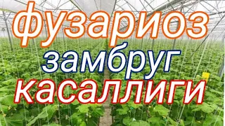 Фузариоз замбругли касалликни  авж олишини олдини олиш ва уни даволаш усуллари