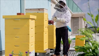 Rooftop Beehives in the District