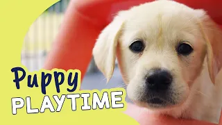 Watch our Guide Dog Puppies! | Guide Dogs Puppy Playtime