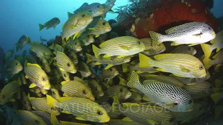 School Of Sweetlips Gather Near Reef