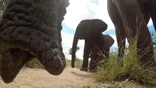 Huge Elephant Throws GoPro