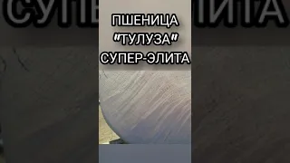 Пшеница "ТУЛУЗА" СУПЕР ЭЛИТА!