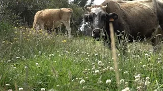 Rotational grazing (summary)