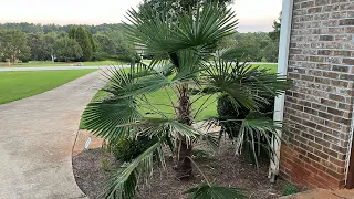 Trachycarpus September Update