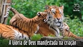 A Glória de Deus revelada na criação - SALMOS 104