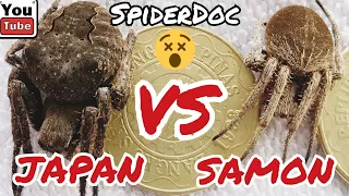 JAPAN VS SAMON. Monster Spider Fight!