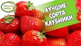 Обзор семян КЛУБНИКА - Лучшие сорта клубники которые не нужно пересаживать 8 лет 🍓