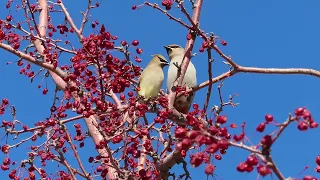 Waxwing "feeding frenzy." See beautiful Bohemian and Cedar waxwings feasting. Slideshow and video.