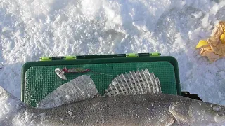 Зимняя рыбалка Кама судак и берш на тюльку с Кама Фишинг местечко пески