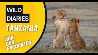 Our fabulous hour with lion cubs in Ndutu, Tanzania