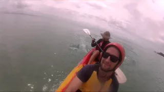 Dolphin kayaking Byron bay, Jon Andrews 2015