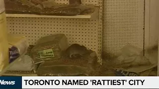Toronto ranked ‘rattiest’ city in Ontario