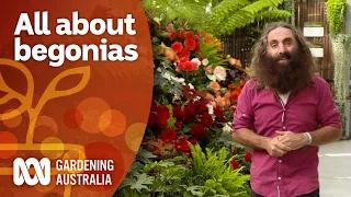 Exploring a stunning festival focused on begonias | Garden Inspiration | Gardening Australia