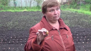 Лук Шалот агротехника-полный цикл от посадки до хранения
