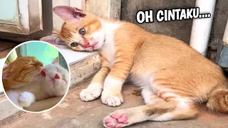 TAHAN TAWA.!😂 10 Menit Video Kucing Lucu Banget Bikin Ketawa Ngakak Terbaru #Eps_02.! funny video