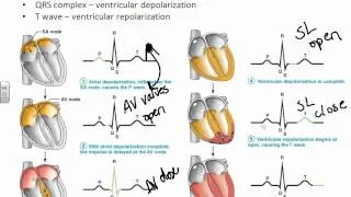 A&PII Chapter 18 Cardio Physiology