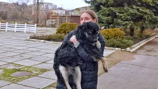 Poisoned Puppy Falls in Love with Woman who Saved his Life