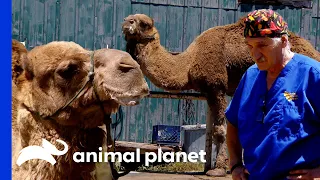 Hector And Dr. Jeff Treat A Rescued Camel | Dr. Jeff: Rocky Mountain Vet