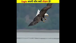 Eagle अपनी चोंच क्यों तोड़ता है? #Eagle #reel #amazing #hindi #viral #viralreels #AmaZing #bird