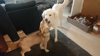 Saarloos wolfdog playing. Plus surprise cat in a box