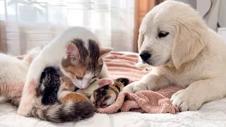 Golden Retriever Puppy Meets Mom Cat with Newborn Kittens for the First Time