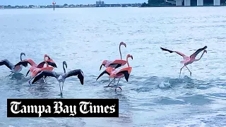 Flamingos sighted in northern Pinellas following Hurricane Idalia