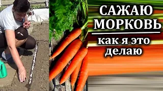 Как посадить морковь весной правильно  Правила посадки моркови