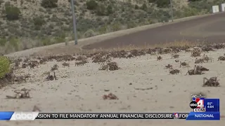 Mormon Crickets infesting Nevada