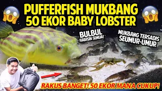 IKAN BUNTAL FAHAKA MUKBANG 50 LOBSTER! TERNYATA MASIH KURANG! | FAHAKA PUFFERFISH VS 50 LOBSTERS!