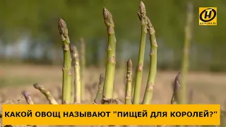 "Королевский продукт": семья белорусских фермеров выращивает спаржу