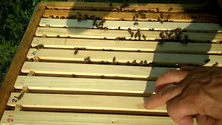 Супер рой. 5 рамок мёда за 10 дней .      🐝  Пчеловодство в Ленинградской области 🐝