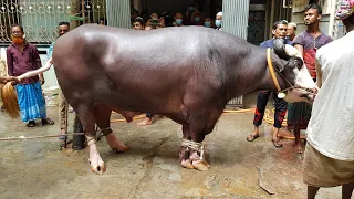 Grounding of the Biggest Nili Ravi Buffalo of Bangladesh l Qurbani 2020 l Sadeeq Agro l Part-1