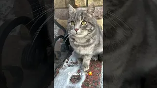 Ну просто красота🐈🥰🥰