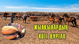 Жылқылардың көті құрттап | Yйір жылқыны қораға қамап алдық  | Үйдегі байтал қашып кетті