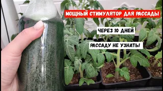 Мощный стимулятор для рассады, рассада томатов станет крепкой, коренастой и темно - зеленой!