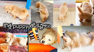 కొత్తగా puppy🐶 తీసుకున్నప్పుడు ఇలాంటివి కూడా ఉంటాయి./#funnydog #comedy /@nageswarithoughts5101