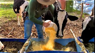 FABRÍCIO E AS VACAS QUE NÃO GOSTARAM DO CAPIAÇU🙉