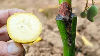 Homemade Banana Natural Hormone For Grafting Mango Tree | Natural Banana Hormone